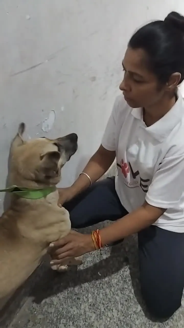 A rescued dog riding in the VoV rescue vehicle