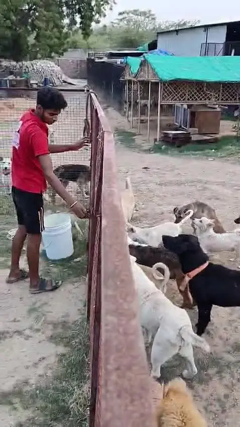 Street Feeding on video
