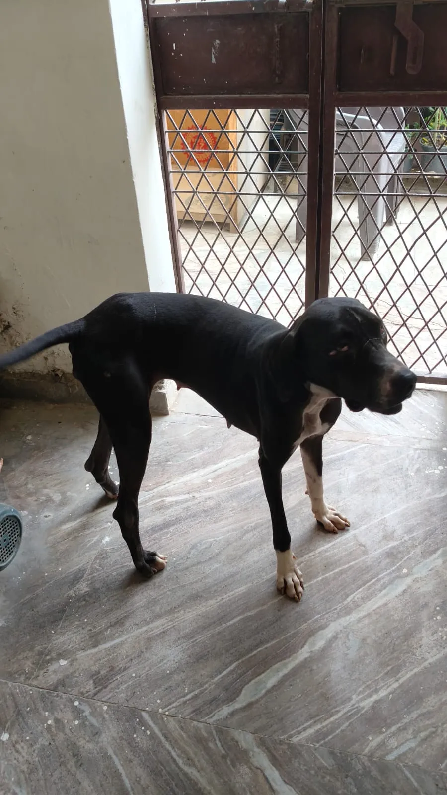 Shadow, available for adoption