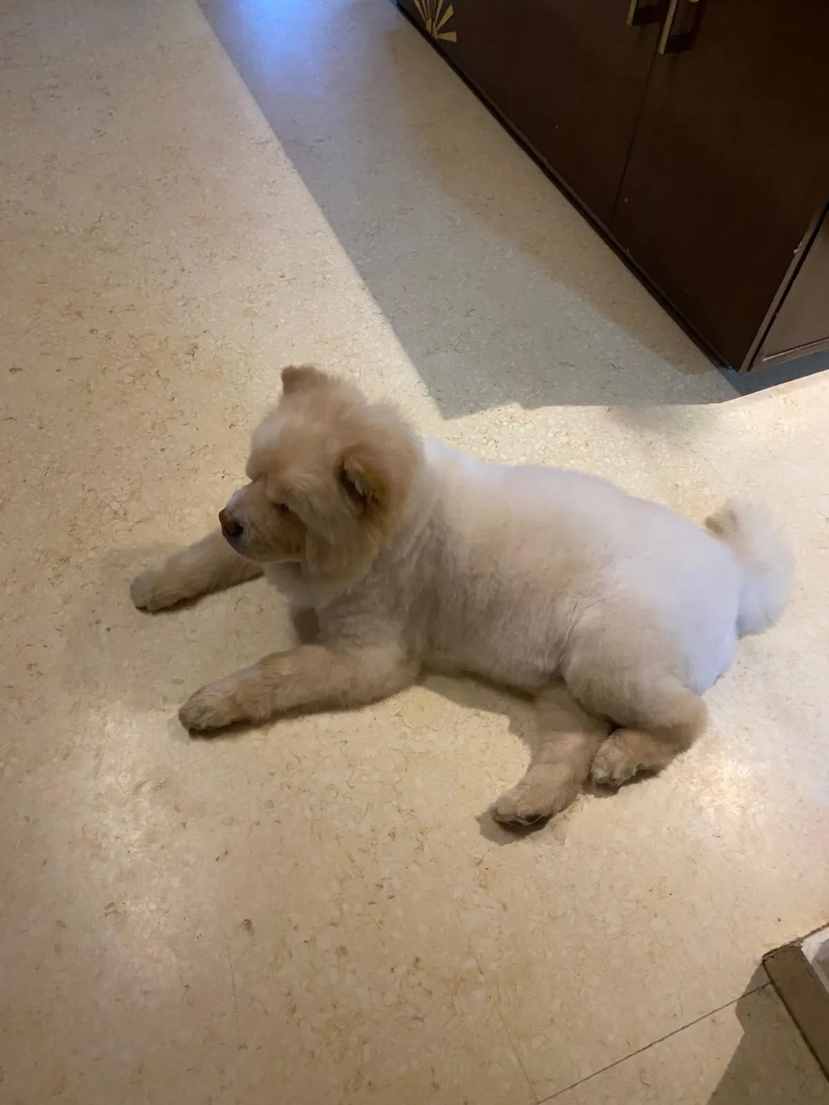 A calm white dog resting on the floor