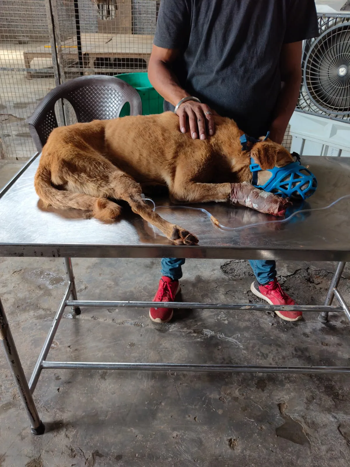 A rescued dog on an IV drip on the treatment table at VoV