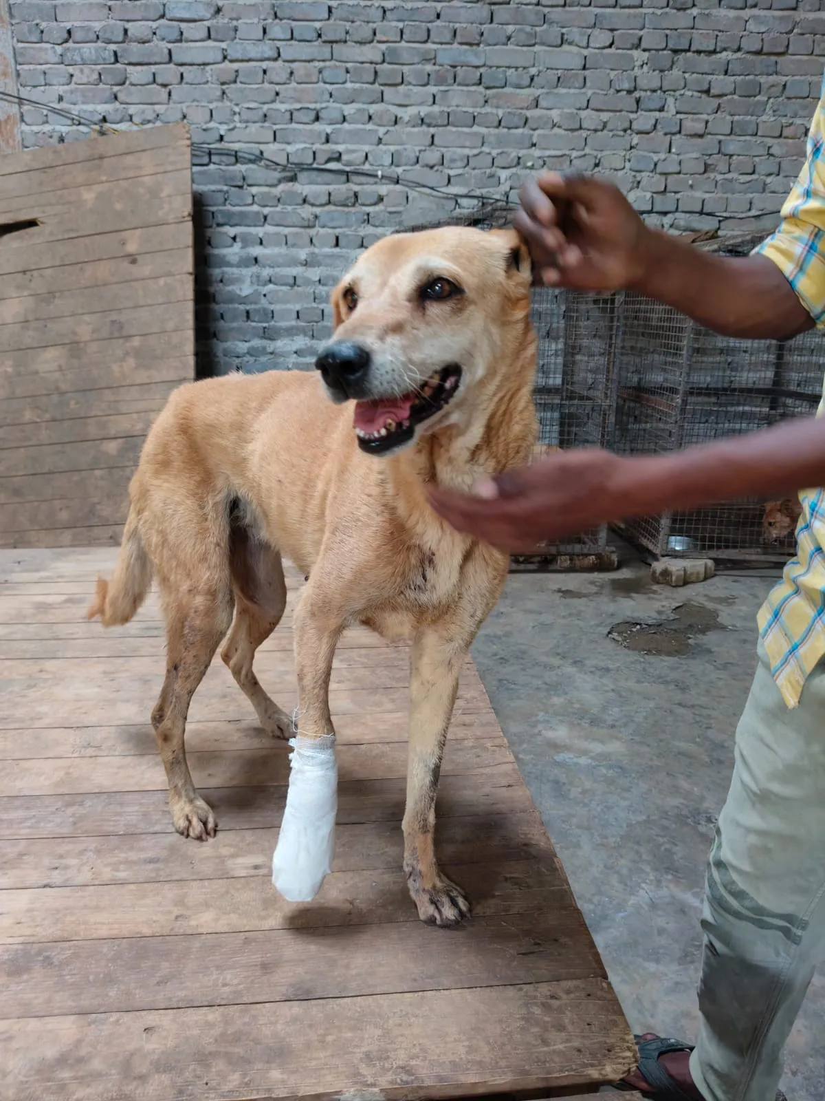 Ginger, available for adoption