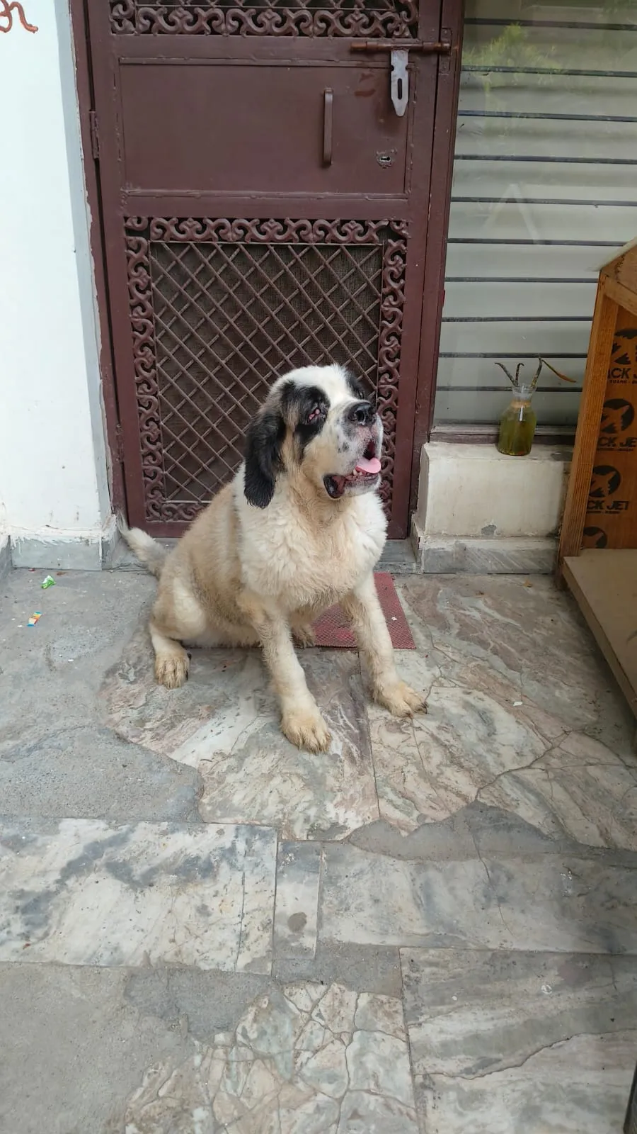 Bruno, available for adoption