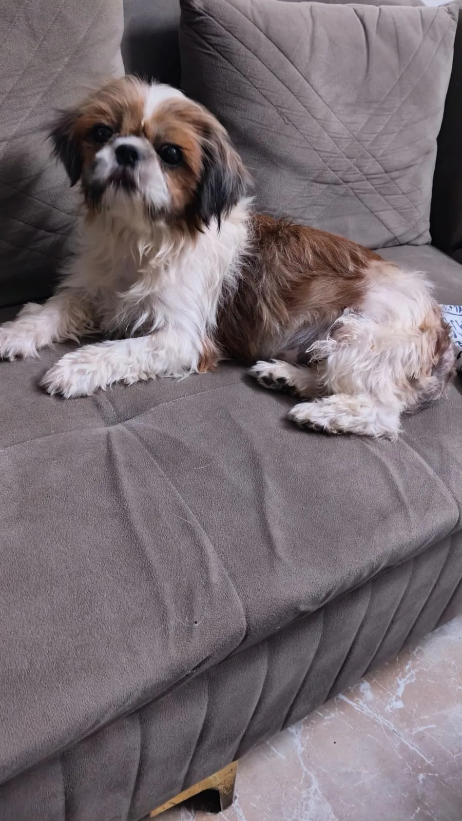Coco, available for adoption
