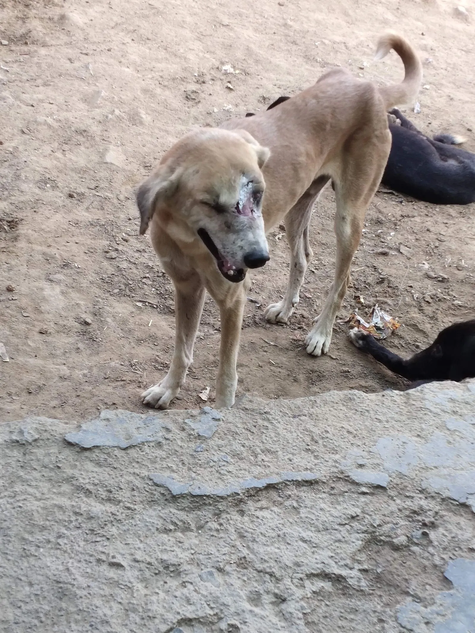 A street dog standing in the sun
