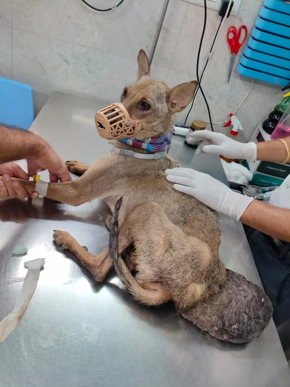 A vet treating a rescued dog on a surgical table at VoV