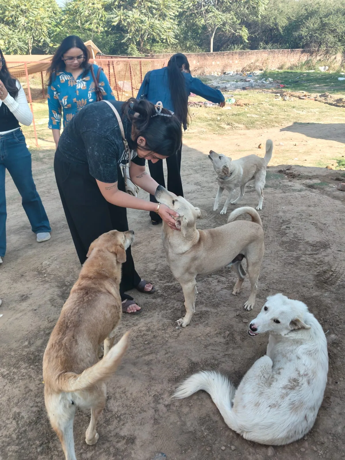 A volunteer greeting rescued dogs at the shelter