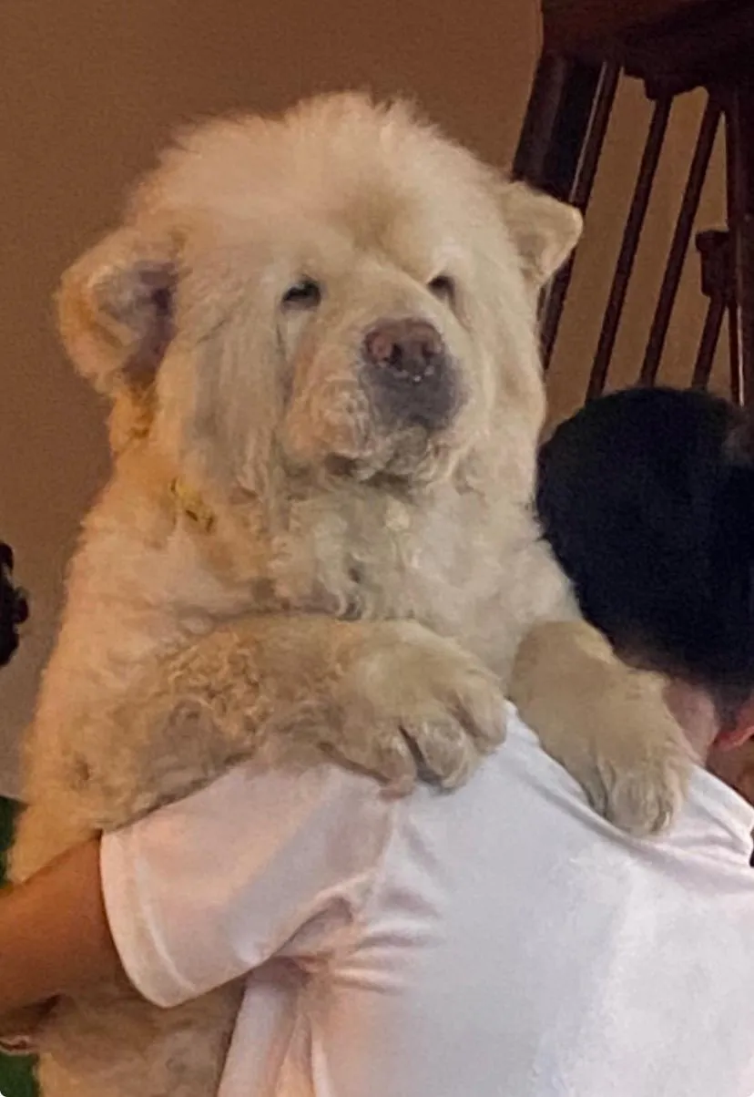 A volunteer holding a rescued chow in his arms