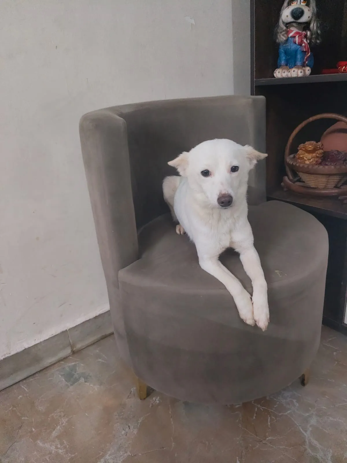 Snowy, available for adoption