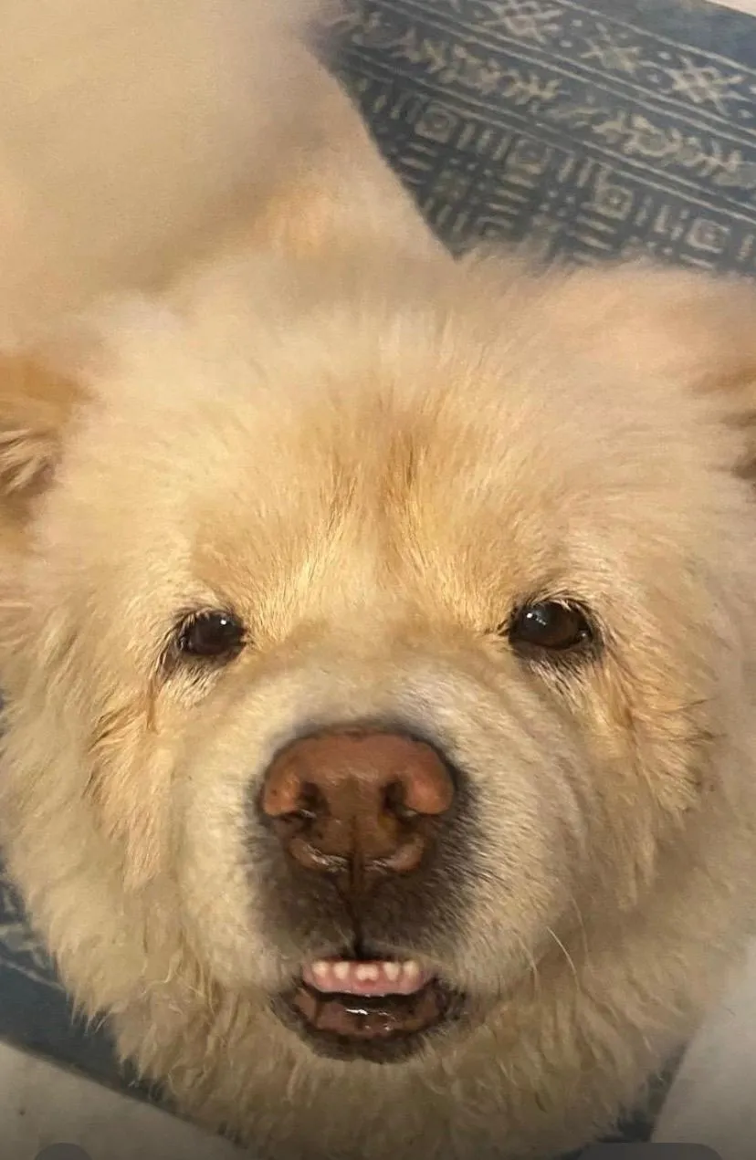 Simba, available for adoption