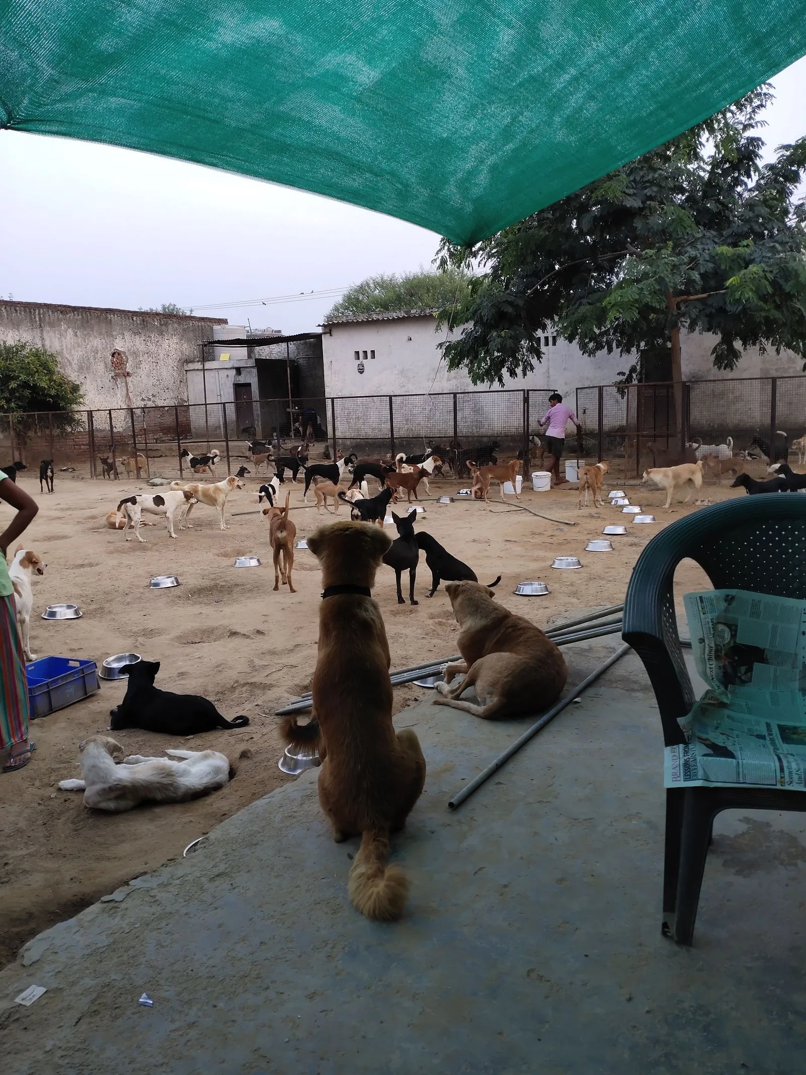 The VoV shelter yard with dozens of dogs