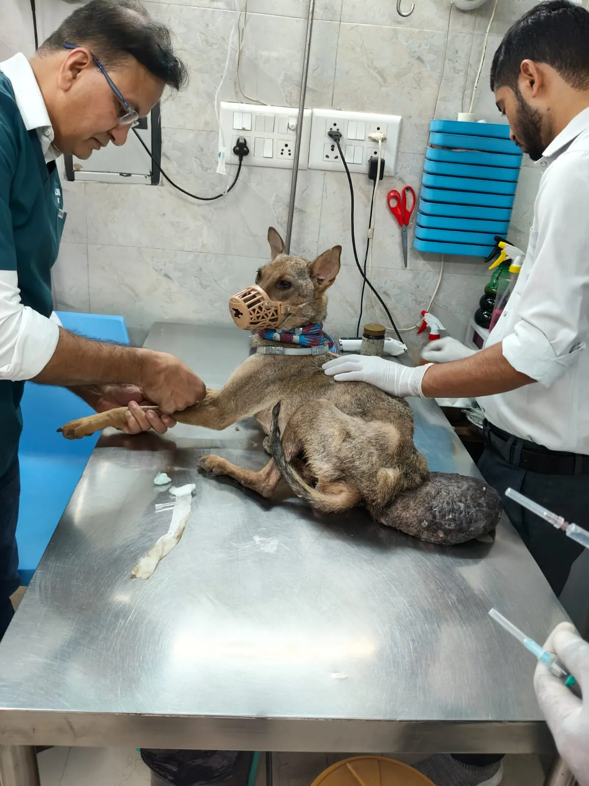 Veterinarians examining a muzzled rescued dog on a steel table at VoV